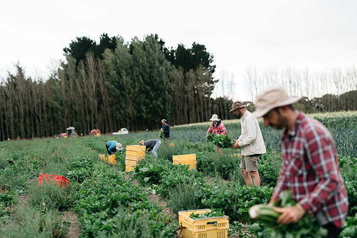 workers picking organic produce on New Zealand farm
